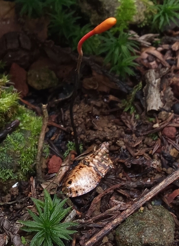 Ophiocordyceps nutans