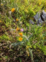 Scolymus grandiflorus