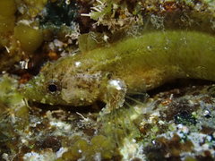 Paraclinus integripinnis