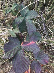 Rubus