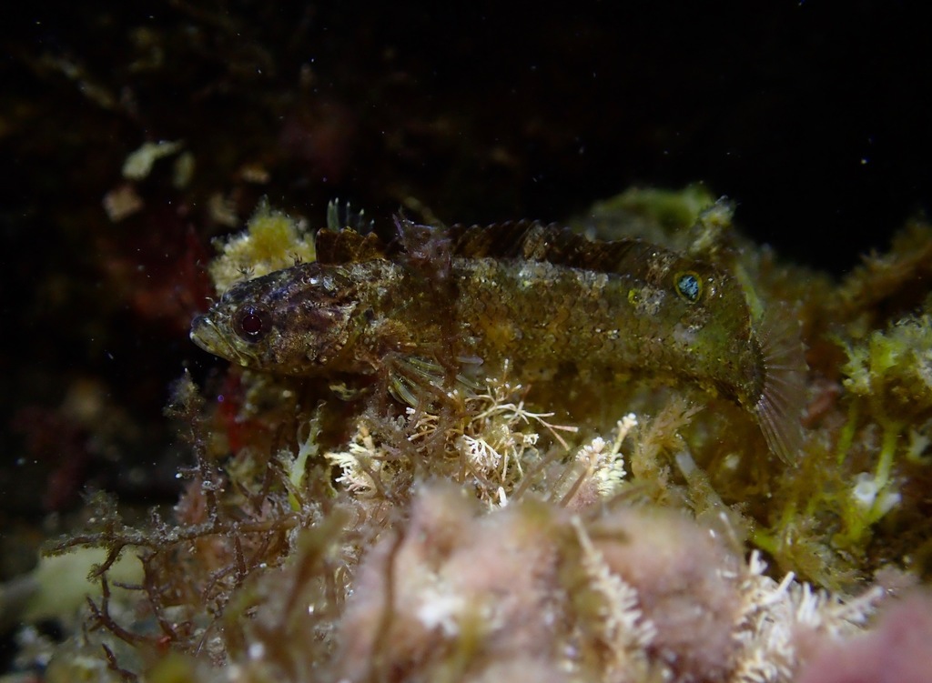 Reef Finspot
