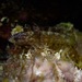 Trambollito de Arrecife - Photo (c) Alex Bairstow, algunos derechos reservados (CC BY-NC), subido por Alex Bairstow