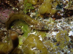 Paraclinus integripinnis