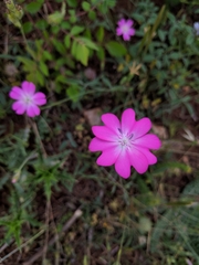 Eudianthe coeli-rosa