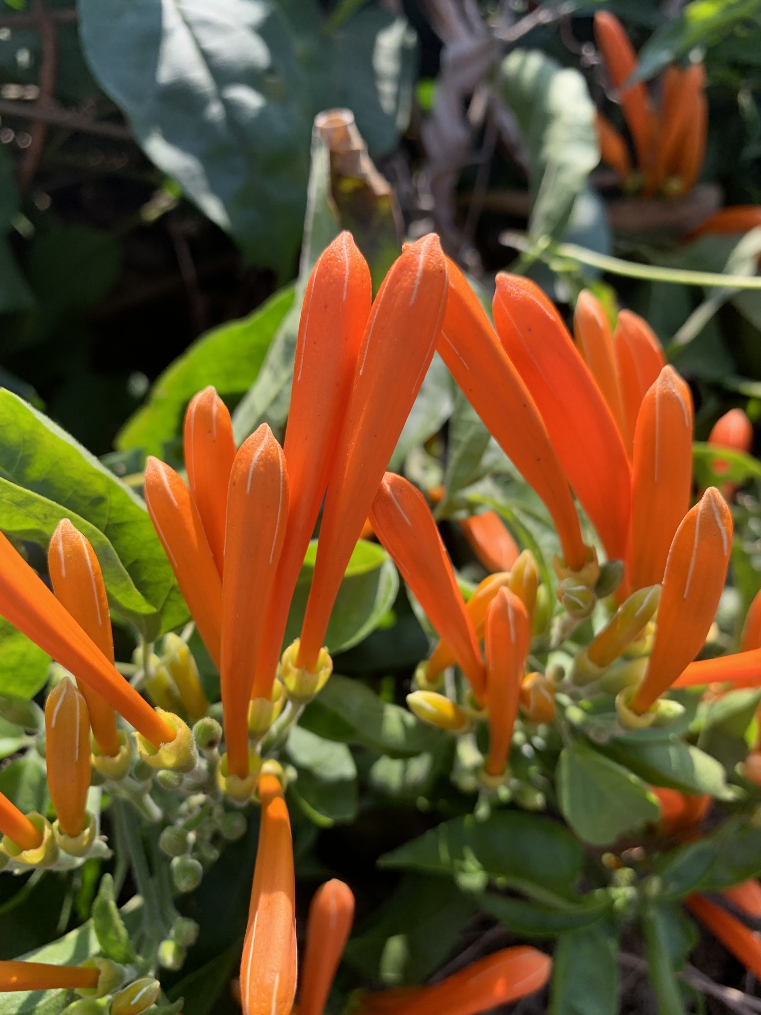 Pyrostegia venusta