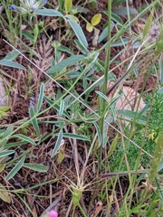 Eudianthe coeli-rosa