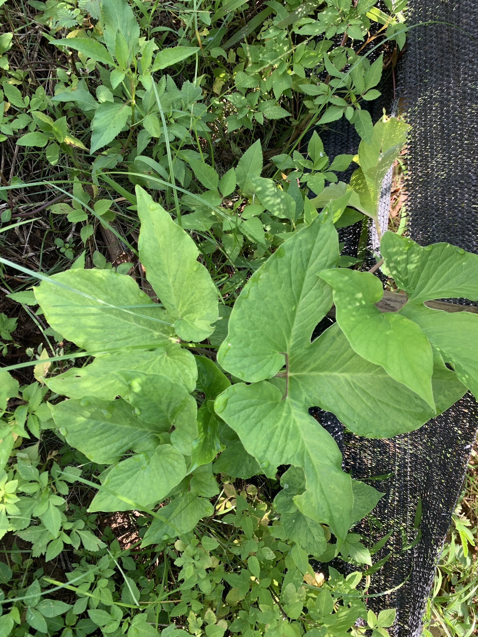 Typhonium trilobatum — ảnh 2