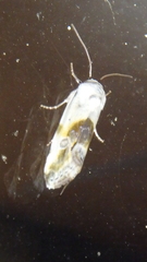 Ponometia candefacta