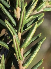 Phylica propinqua