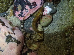 Paraclinus integripinnis