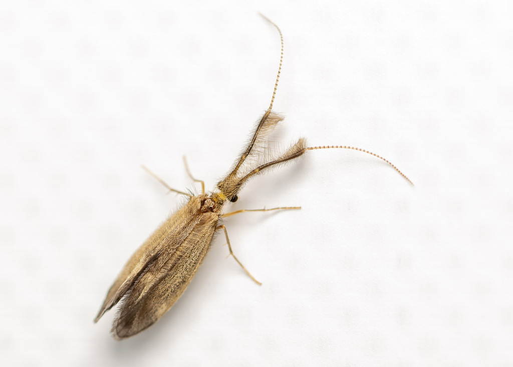 Dinarthrodes albardanus