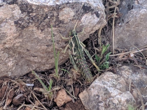 Marbled Stone Grasshopper