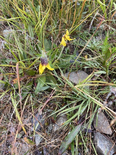 Lessing's Arnica (Arnica lessingii)