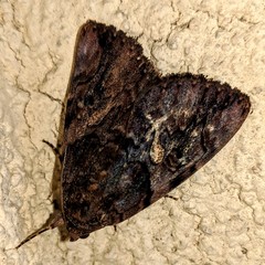 Catocala muliercula