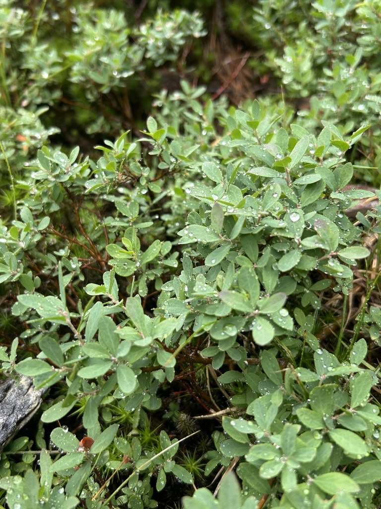 bog bilberry from Maiden Lake, Crescent Lake, OR, US on August 3, 2024 ...