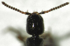 Leptacinus pusillus