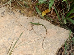 Takydromus sauteri