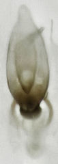 Leptacinus pusillus