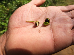 Zanthoxylum ovalifolium