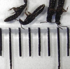 Leptacinus pusillus