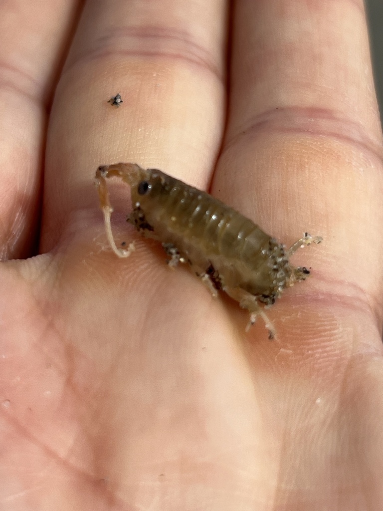 Orchestoidea tuberculata