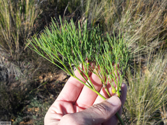 Nanobubon strictum