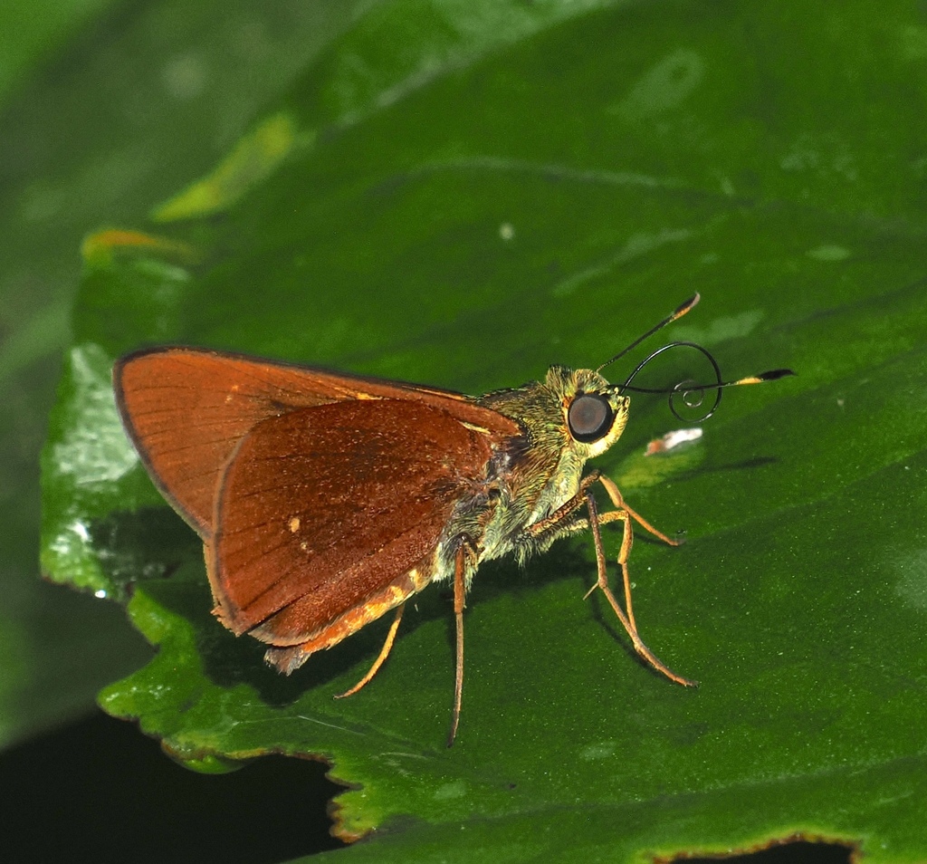 Decinea Skipper
