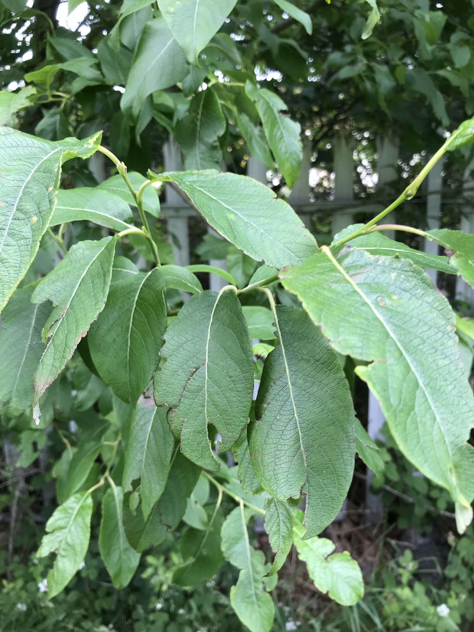 Salix X smithiana