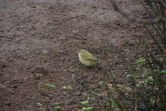 Camarhynchus parvulus