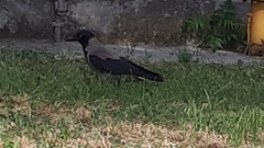 Corvus cornix