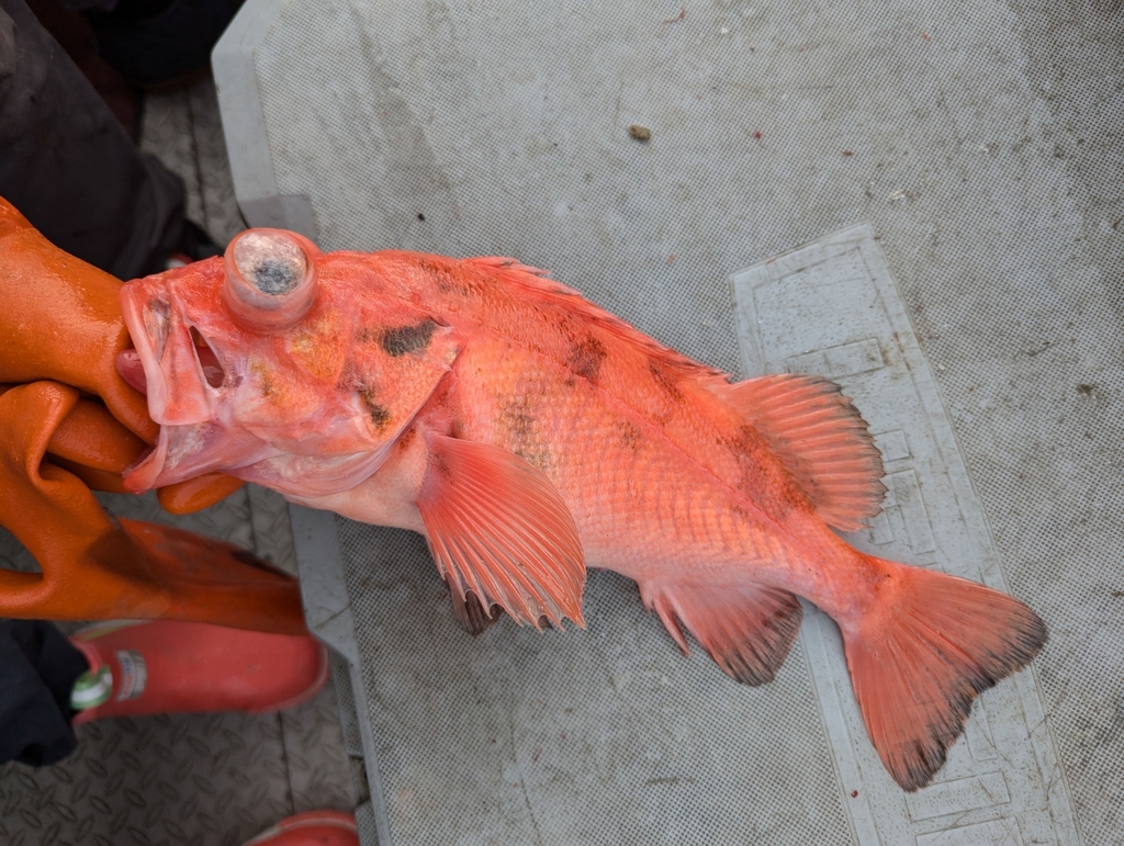 Blacktip rockfish (Sebastes aleutianus) — Sebastidae
