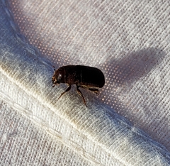 Dendroctonus