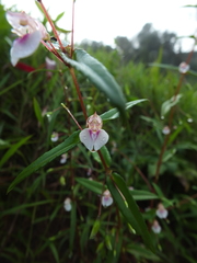 Impatiens rupicola