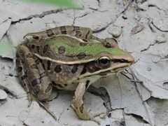 Lithobates sphenocephalus utricularius