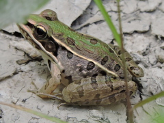 Lithobates sphenocephalus utricularius