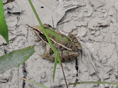 Lithobates sphenocephalus utricularius