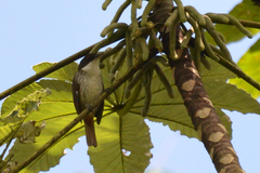 Puerto Rican Tanager photo 2
