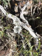 Blepharipappus scaber