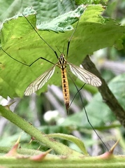 Nephrotoma flavescens