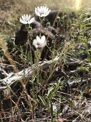 Blepharipappus scaber