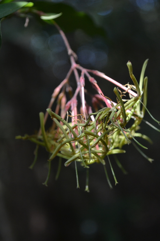 Ixora malabarica