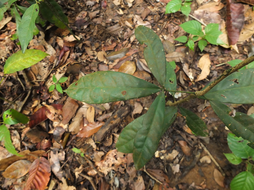 Luvunga sarmentosa (Luvunga sarmentosa)