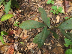 Luvunga sarmentosa