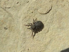 Euophrys
