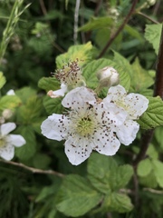 Rubus