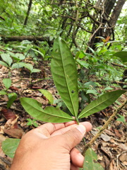 Luvunga sarmentosa