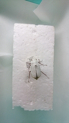 Cyphochilus insulanus