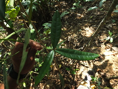 Luvunga sarmentosa