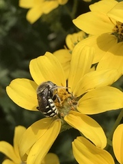 Anthidium porterae