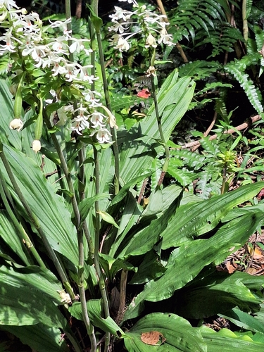 Calanthe triplicata